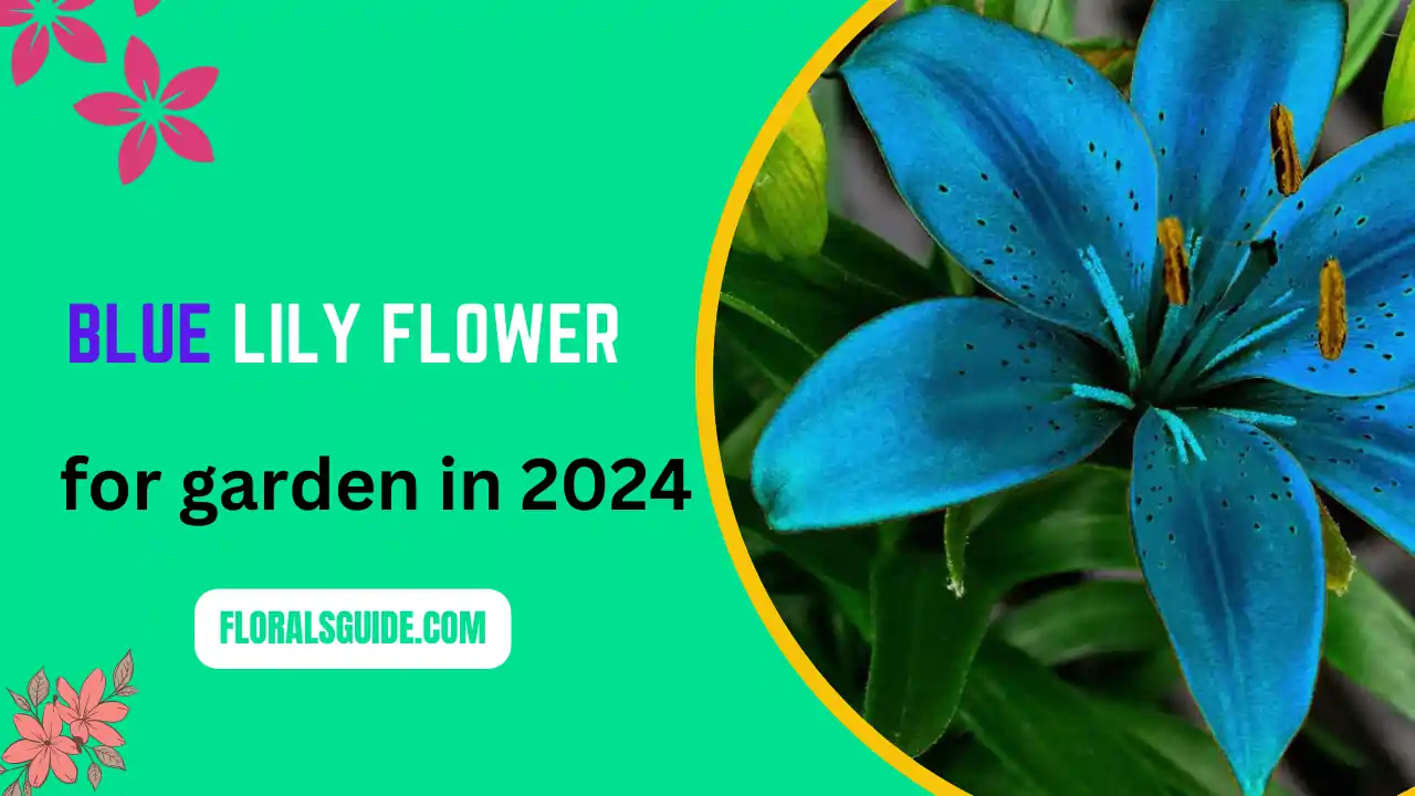 Beautiful blue lily flower for garden in 2024 - Florals Guide