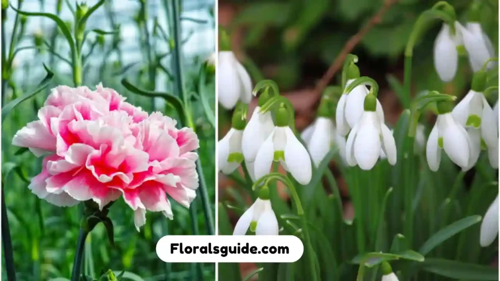 Birth month flowers: what is my birth flower? with thier meanings in ...